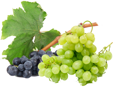 grapes24